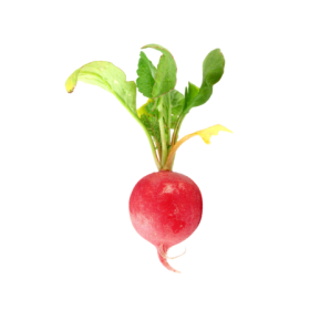 Radish