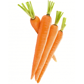 Carrot