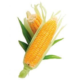 Corn